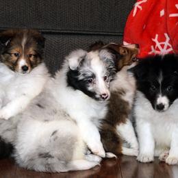 Pomsky, Shetland Sheepdog, and Toy Shetland Sheepdog Puppies from Mountain High Kennels