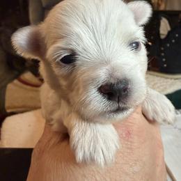 Maltese Puppies from Ayres to Heirs Puppy Co.