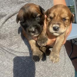 Australian Shepherd and Soft Coated Wheaten Terrier Puppies from BellSharps Australian Shepherds