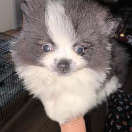 Timber - in love - Blue male Pomeranian puppy in Gilmer, Texas from Fairchild Fancy Pomeranians and Coachella Pomeranians
