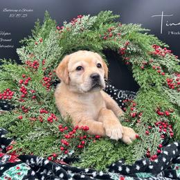 Tina - Yellow female Labrador Retriever puppy in Eaton Rapids, Michigan from Higher Ground Labradors