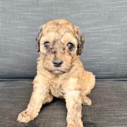 Dash - Sable male Assorted Doodle Crosses puppy in Irmo, South Carolina from Kava Kennels