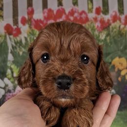 S'mores F1b - Red male Cavapoo puppy in Centerton, Arkansas from Velvet Paws Cavapoos