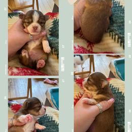 Copper - Chocolate sabled fawn male Chihuahua puppy in South Charleston, Ohio from Fine Whines & Lickers