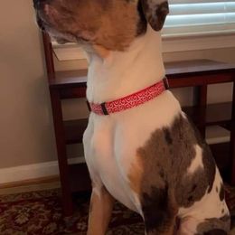 Catahoula Leopard Dog Puppies from Bons Temps Catahoulas