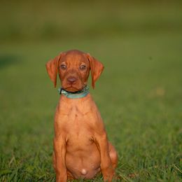 German Shorthaired Pointer and Vizsla Puppies from Nosam Kennels