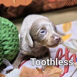 Toothless - Fawn (isabella) and tan male Dachshund puppy in Vacaville, California from SchmooterBabies