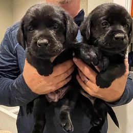 Girl 1 - female Labrador Retriever puppy in Hutto, Texas from Texas Bluebonnet Labs