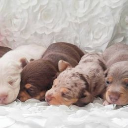 Dachshund Puppies from Cameo Dachshunds