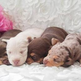 Dachshund Puppies from Cameo Dachshunds