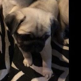 Pug Puppies from Pickwick Pugs