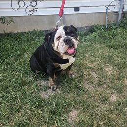 Lilly - Bulldog