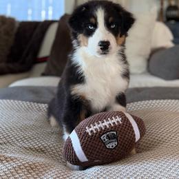 Jerry - Black tri-color male Australian Shepherd puppy in Richland, Washington from Bear Creek Aussies