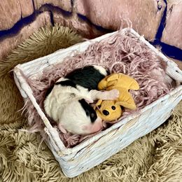 Bernedoodle and Cavapoo Puppies from Sugar Doodles Pups