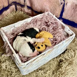 Bernedoodle and Cavapoo Puppies from Sugar Doodles Pups