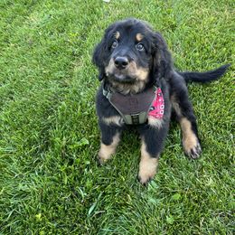 Bernedoodle and Poodle Puppies from Doggy Darlins