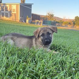 Louis - Sable male German Shepherd puppy in Klamath Falls, Oregon from Von Merkley German Shepherds