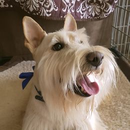 Foster - Scottish Terrier