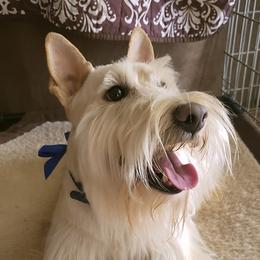 Foster - Scottish Terrier