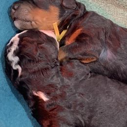 Bernedoodle Puppies from Sun Dog, Port Angeles