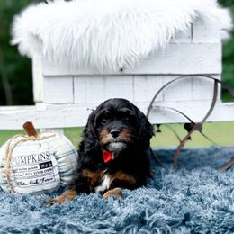 Phantom - Black and tan male Cavapoo puppy in Statesville, North Carolina from Doodle Babies