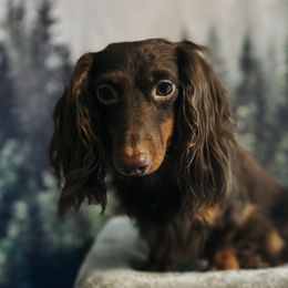 Rosco - Dachshund