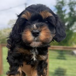 Jenny - Black and tan female Cavapoo puppy in Fayette County, Ohio from Happy Tails
