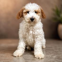 Cupid - Parti male Goldendoodle puppy in Pittsburg, Texas from Grace Springs Goldendoodles
