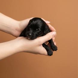 Black Boy 2 - Black male Goldendoodle puppy in Milton, Florida from Sutton Place Doodles