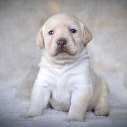 Labrador Retriever Puppies from R Little Retrievers