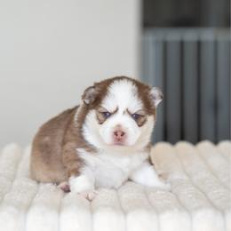 Romeo - Red and white male Pomsky puppy in San Mateo, California from The Pomsky Garden
