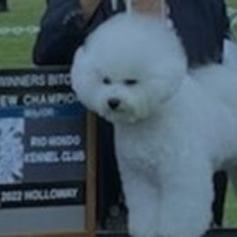 Bichon Frise Puppies from Fairspride Bichon Frises