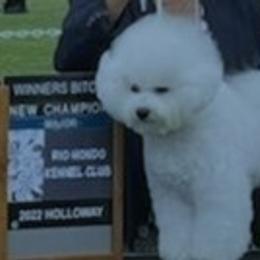 Bichon Frise Puppies from Fairspride Bichon Frises