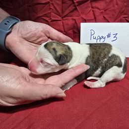 Agate - White and red brindle male Whippet puppy in Alvin, Texas from Pecan Grove Akitas & Whippets