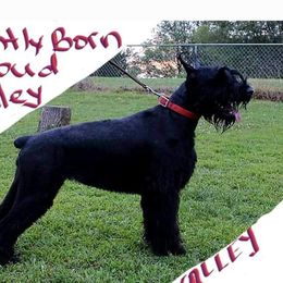Valley - Giant Schnauzer