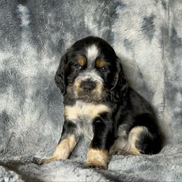 Mary - Black white and tan female English Springer Spaniel puppy in Battle Creek, Michigan from Eden Springer Spaniels