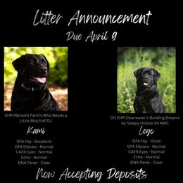 Labrador Retriever puppies from Albrecht Farms Labrador Retrievers