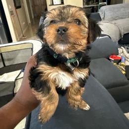 Green - Black and tan female Yorkshire Terrier puppy in North Las Vegas, Nevada from KD's Yorkshire Terriers