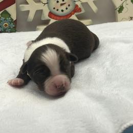 Mistletoe - Red & white female Miniature Australian Shepherd puppy in Norco, California from River Springs Aussies