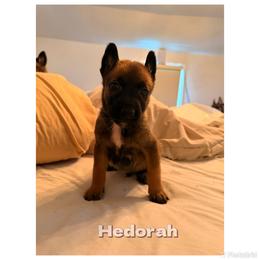Belgian Malinois Puppies from Iron Ram Working Dogs