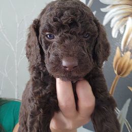 Blaze - Brown male Poodle puppy in Spartanburg, South Carolina from Taya's Pups