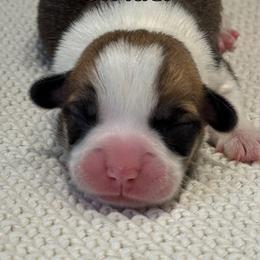 Strider - Red male Pembroke Welsh Corgi puppy in Boones Mill, Virginia from Cahas Corgis of Virginia