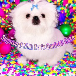 Confetti - Shih Tzu