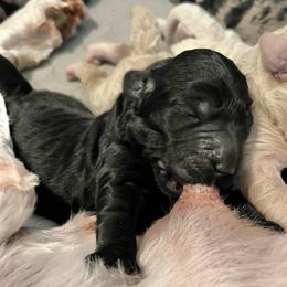 Pine - Black female Goldendoodle puppy in Kansas City, Missouri from Beary GoldenDoodles