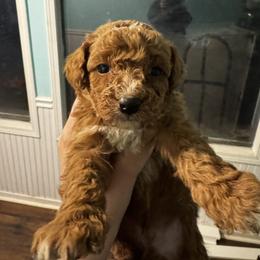 Boy 3 - Apricot male Aussiedoodle puppy in Mtn Rest, South Carolina from Stocktons Doxies & Doodles