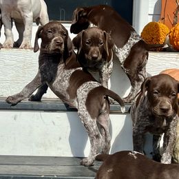 German Shorthaired Pointer Puppies from Copper Ridge Stables
