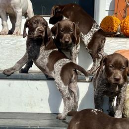 German Shorthaired Pointer Puppies from Copper Ridge Stables