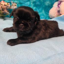 Oliver - Black male Shih Tzu puppy in Green Bay, Wisconsin from Kim's Shih Tzus
