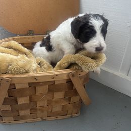 Aussiedoodle Puppies from Deason Doodles