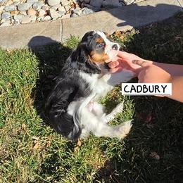 CADBURY - Tri-color male Cavalier King Charles Spaniel puppy in Lehi, Utah from Angels and Nobility Cavaliers